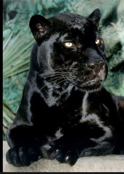 Black Panther Books & Courses